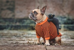 Funny dog Halloween costume showing a French Bulldog with a spooky black cat riding on its back