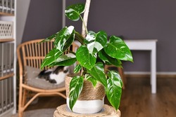 Tropical 'Philodendron White Princess' houseplant with white variegation with spots in basket pot on table
