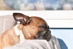Tired French Bulldog dog resting head while sleeping in sun