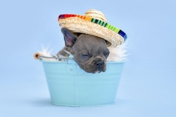 Sleeping French Bulldog dog puppy with summer straw hat in bucket on blue background