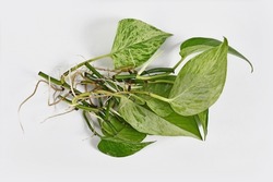 Bunch of Marble Queen pothos houseplant cuttings with long bare roots 