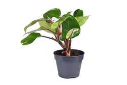 Tropical 'Philodendron White Knight' houseplant with white variegation spots on white background