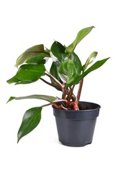 Potted tropical 'Philodendron White Knight' houseplant with white variegation spots on white background