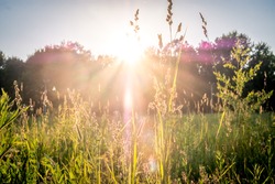 summer sunset on green meadow and sunbeams through grass in the evening. Scenery landscape of bright sunrays over green field. Summer nature. Natural sunlight.