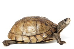Coahuilan Box Turtle (Terrapene Coahuila) isolated on white background.