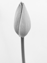 Tulip bud in black and white