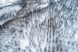 Aerial drone view, pine forest burned by a forest fire, snowed in winter