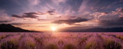 panorama field lavender at sunrise
