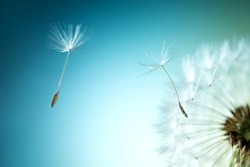 Closeup of dandelion on natural background