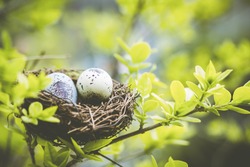 Bird nest on branch with easter eggs for Easter