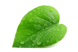 Green leaf with water droplets,Closeup.