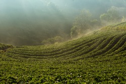 Morning Landscape of Strawberry garden with sunrise at Doi Ang Khang , Chiang Mai, Thailand 