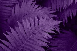Very Peri beautiful view of fern plant in monochrome color. Forest very peri colored fern plants. Copy space. Trendy color 2022. Very peri color background.