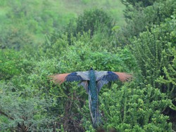 Indian Peacock flying wings spread top view wildlife nature Maharashtra India