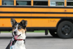 Cute dog beside school bus