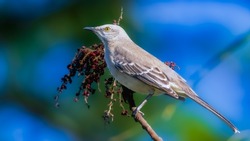 mockingbird perched on branch near berries, food. Florida State Bird