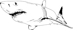 great white shark attacks with open mouth, hand-drawn ink sketch