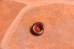 Little Millipede curl it self on the brown tiled floor. Millipedes are those long black bugs with what seems like a million tiny legs and that curl into a tight ball when threatened.