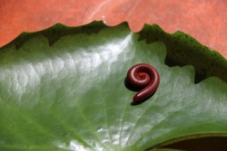 Little Millipede curl it self on the green lotus leaf on the brown tiled floor. Millipedes are those long black bugs with what seems like a million tiny legs and that curl when threatened.