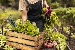 Female farmer arranging fresh vegetables into a crate on her farm. Organic farmer gathering fresh produce in her vegetable garden. Self-sustainable young woman harvesting in an agricultural field.