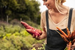 Cheerful vegetable farmer holding freshly picked sweet potatoes and carrots on her farm. Self-sufficient young woman smiling happily after harvesting fresh vegetables from her organic garden.