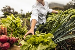 Unrecognizable chef harvesting fresh vegetables in an agricultural field. Self-sustainable female chef arranging a variety of freshly picked produce into a crate on an organic farm.