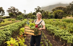 Cheerful organic farmer holding a box with fresh vegetables. Young female farmer smiling while harvesting fresh produce from her vegetable garden. Happy female farmer standing on her farm.