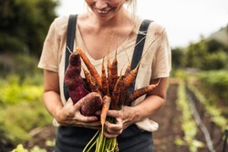 Happy female farmer holding freshly picked carrots and sweet potatoes on her farm. Self-sufficient young woman smiling cheerfully after harvesting fresh vegetables from her organic garden.
