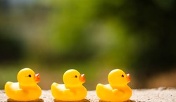 ducklings rubber toys on green blur background