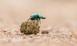 It is possible to encounter scarabs, which are an important part of African wildlife, in all national parks.