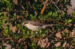 Eastern Orphean Warbler (Sylvia crassirostris) is a songbird that lives in Asia, Europe and Africa.