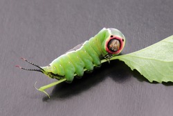 Large caterpillar of European puss moth (Cerura Vinula) or springtail close up in natural light