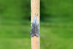 Puss moth butterfly (Cerura vinula) resting daytime on a wooden slat close up natural conditions, sunny day, summer, Europe
