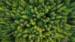 Pristine spruce forest aerial view. Green nature background of fir-tree tops.  Drone photo from directly above position