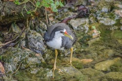 A white-breasted waterhen foraging in a pond