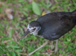 A close up image of a foraging white-breasted waterhen