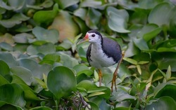 A close-up image of a white-breasted waterhen foraging. Taken at the floating wetlands  by Jurong Lake in the western part of Singapore.