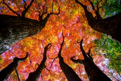 Colorful maple trees.