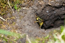Yellow and black wasp exiting its nest through a hole in the ground