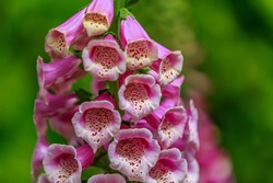 Close up of digitalis purpurea flower (foxglove, common foxglove, purple foxglove or lady's glove). 
