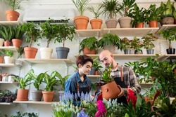 In front of the camera working couple in a family business of florist store they plants the flowers on the pot together they smiling and enjoy the process