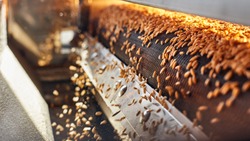Process of machine drying and antibacterial treatment of freshly picked wheat grains on the factory