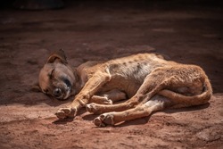 Skinny Puppy lying in the sun