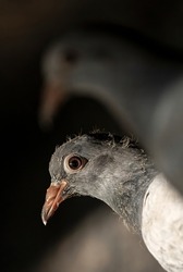 A wild pigeon eye shot with a second bird in view but out of focus
