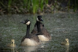 A family of Canada geese in sprint time on a British canal