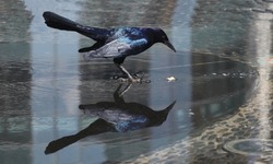 common raven in with its reflect. beautiful feathers. looking for some food