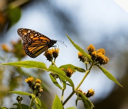 Clos up of a monarch butterfly  (Danaus plexippus) migrate to mexico. Mexico state. monarch butterfly sanctuary, 