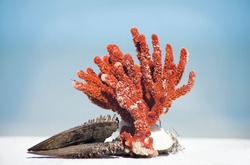 Image of a seashells and coral on the shore of the caribbean sea. Taken the seashore in Progreso, in Yucatan Mexico