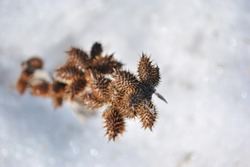Xanthium strumarium (rough cocklebur, clotbur, common cocklebur, large cocklebur, woolgarie bur) brown dry twigs covered with white snow, natural background top view