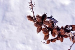 Xanthium strumarium (rough cocklebur, clotbur, common cocklebur, large cocklebur, woolgarie bur) brown dry twigs covered with white snow, natural background top view